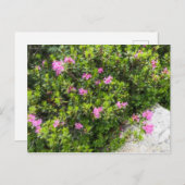 アルパインの油絵のバラシャクナゲ ポストカード (正面/裏面)