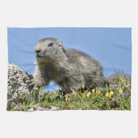 アルパインの若いマーモット キッチンタオル (横)