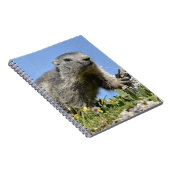 アルパインの若いマーモット ノートブック (右側)