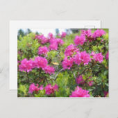 アルパインバラロドデンドンの油絵 ポストカード (正面/裏面)