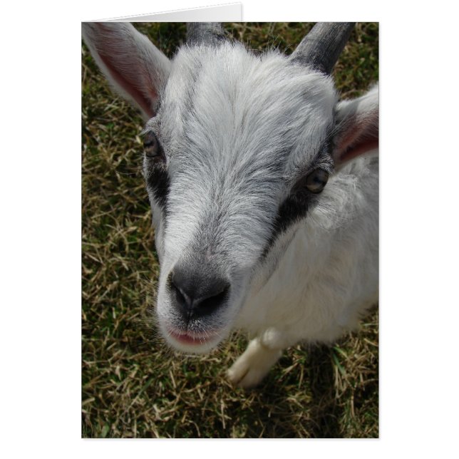 アルパインビリーキッドのスクイグルズ (正面)