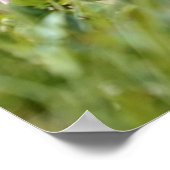 アルパインマルモ食べートの花 ポスター (角)