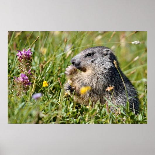 アルパインマルモ食べートの花 ポスター (正面)