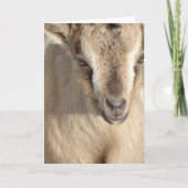 アルパインヤギのうさぎ カード (正面)