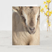 アルパインヤギのうさぎ カード (黄色い花)