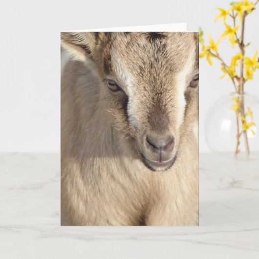 アルパインヤギのうさぎ カード (黄色い花)