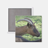 アルパインヤギ磁石 マグネット (正面/裏面)