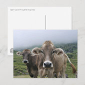 アルパイン牛はがき ポストカード (正面/裏面)