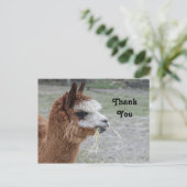 アルパカが草を食べる動物の写真 ありがとう ポストカード (スタンド正面)