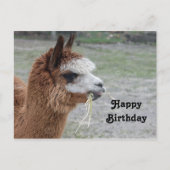 アルパカが草を食べる動物の写真 誕生日 ポストカード (正面)