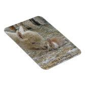 アルパカとバニーキス! マグネット (右側)