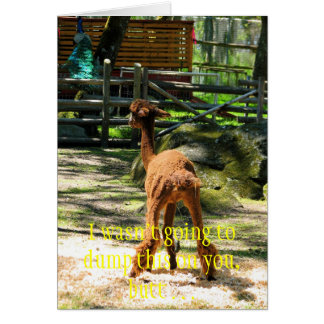 アルパカのおもしろい