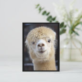アルパカのかわいい顔 ポストカード (スタンド正面)