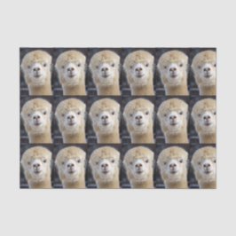 アルパカのかわいい顔 薄葉紙