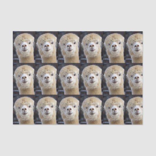 アルパカのかわいい顔 薄葉紙 (正面)