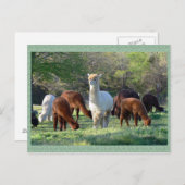 アルパカのそりの美女の郵便はがき ポストカード (正面/裏面)