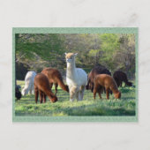 アルパカのそりの美女の郵便はがき ポストカード (正面)