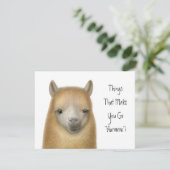 アルパカのパーティの招待状 招待状 (スタンド正面)