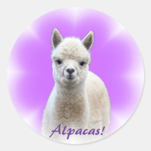 アルパカの希望のステッカー ラウンドシール