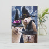 アルパカウィッチーズ 招待状 (スタンド正面)