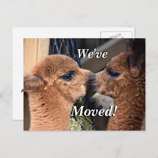 アルパカカップル引っ越しました新しいアドレス 案内ポストカード (正面/裏面)
