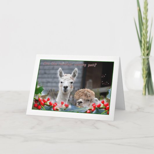 アルパカクリスマス シーズンカード (正面)