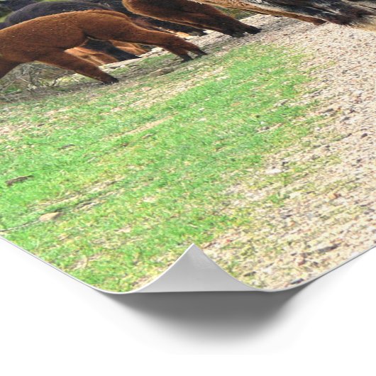 アルパカスポスター ポスター (角)