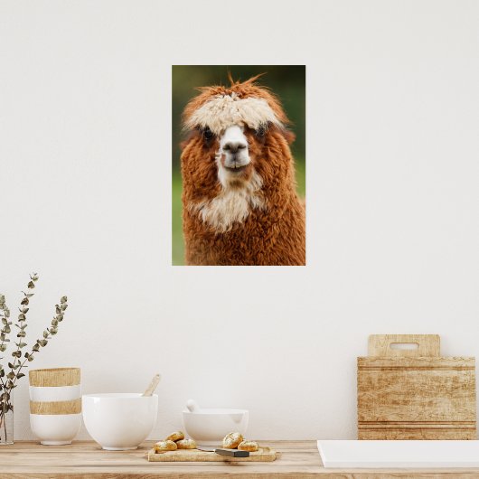 アルパカスマイル ポスター (キッチン)