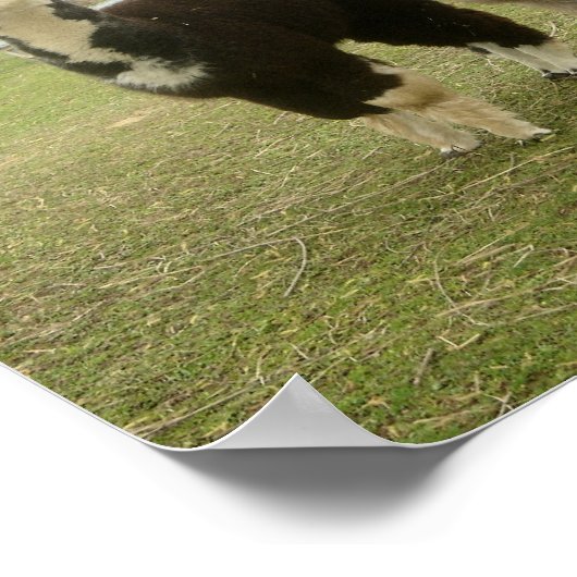 アルパカデュオ ポスター (角)