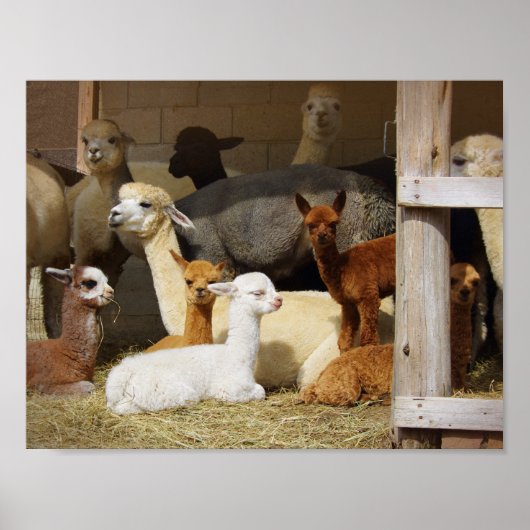 アルパカバーンポスター ポスター (正面)