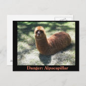 アルパカピラー ポストカード (正面/裏面)