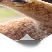 アルパカベビーポスター ポスター (角)