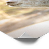 アルパカポスターセレステカラフルィ ポスター (角)