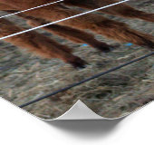 アルパカ写真ポスター ポスター (角)