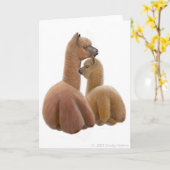 アルパカ愛挨拶状 カード (黄色い花)