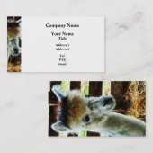 アルパカ接写 名刺 (正面/裏面)