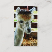 アルパカ接写 名刺 (裏面)