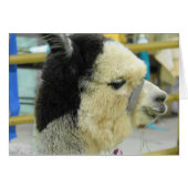 アルパカ (正面横)