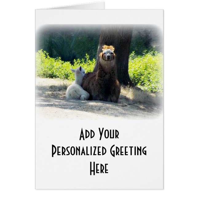 アルパカ-お母さん及びベビー (正面)