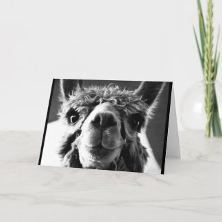 アルパカ カード