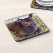 アルパカ コースター (左側)