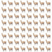 アルパカ シール (正面)