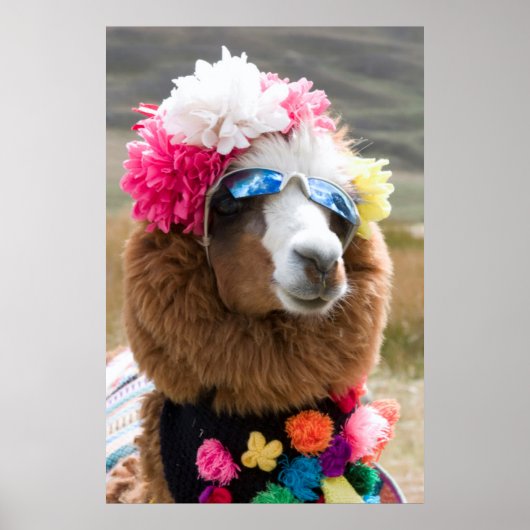 アルパカ、パカコト、コルディレラブランカ、アンキャッシュ ポスター (正面)