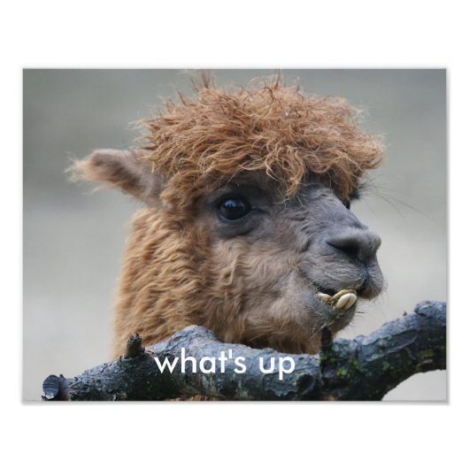 アルパカ フォトプリント            (正面)