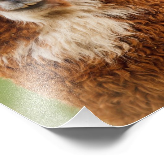 アルパカ フォトプリント            (角)