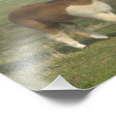 アルパカ フォトプリント            (角)