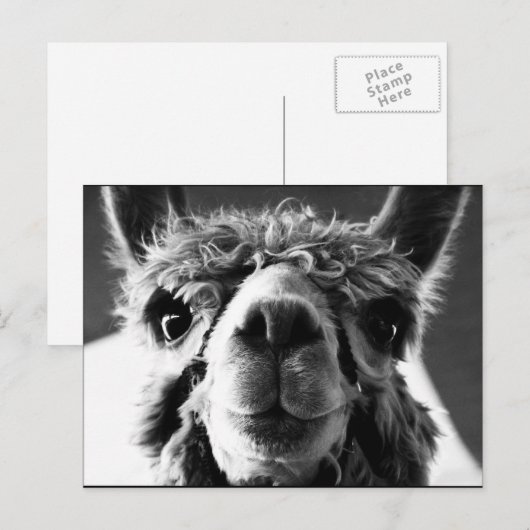 アルパカ ポストカード (正面/裏面)