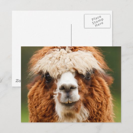 アルパカ ポストカード (正面/裏面)