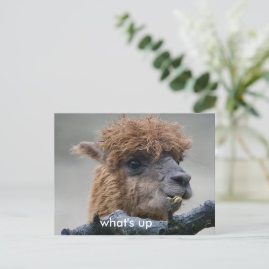 アルパカ ポストカード (スタンド正面)