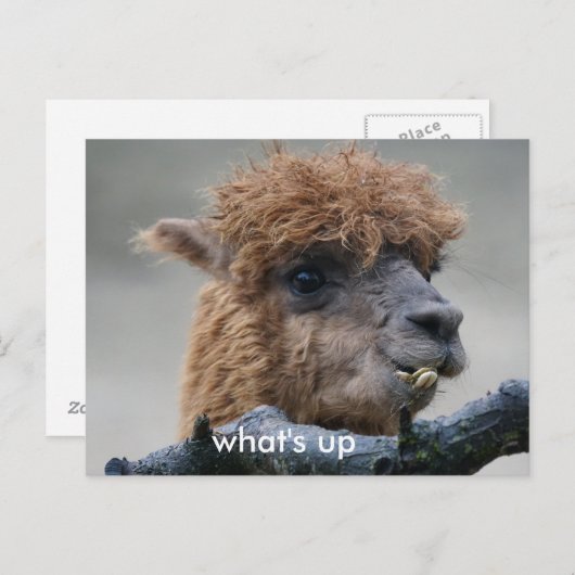 アルパカ ポストカード (正面/裏面)